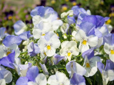 Homo Viola üç renkli çiçek Bahçe yatağında