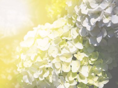 Soyut yumuşak ışık ortanca çiçek 