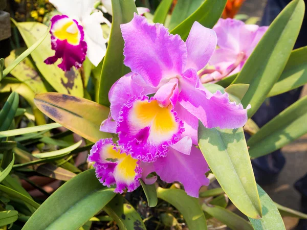 Красивый фиолетовый цветок каттлеи — стоковое фото