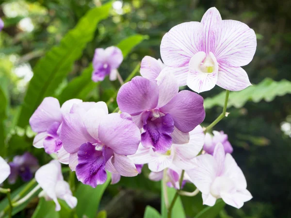 Тайский красивый цветок орхидеи в саду — стоковое фото
