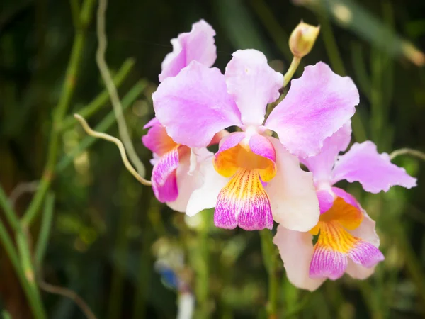 Тайский красивый цветок орхидеи в саду — стоковое фото