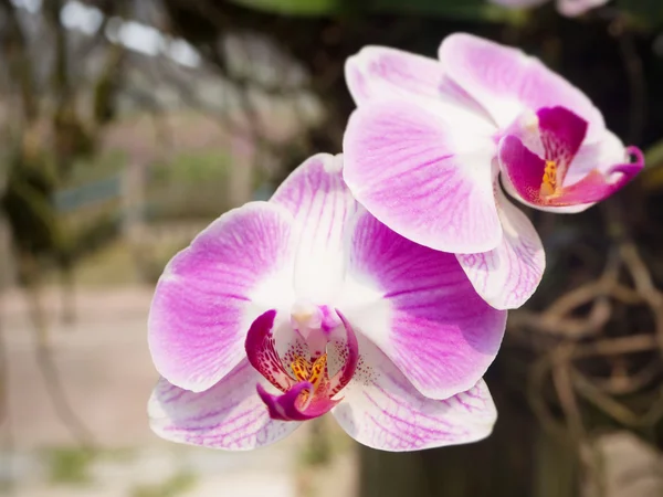 Красивая тайская орхидея в саду — стоковое фото