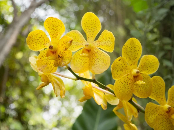 Flor amarela vanda orquídea no jardim — Fotografia de Stock