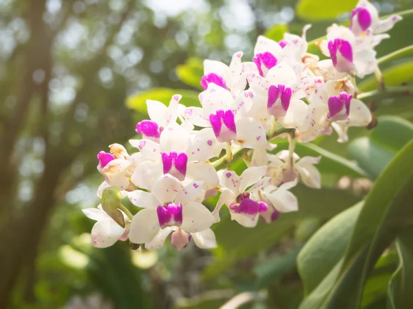 Orquídeas floreciendo en el jardín con luz suave —  Fotos de Stock