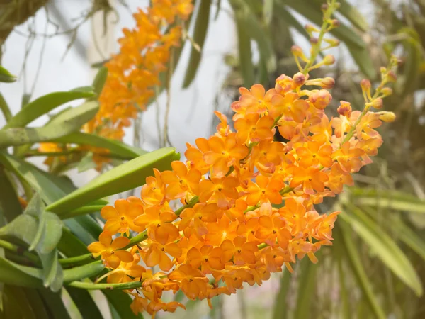 Bloomimg orchidee in tuin — Stockfoto