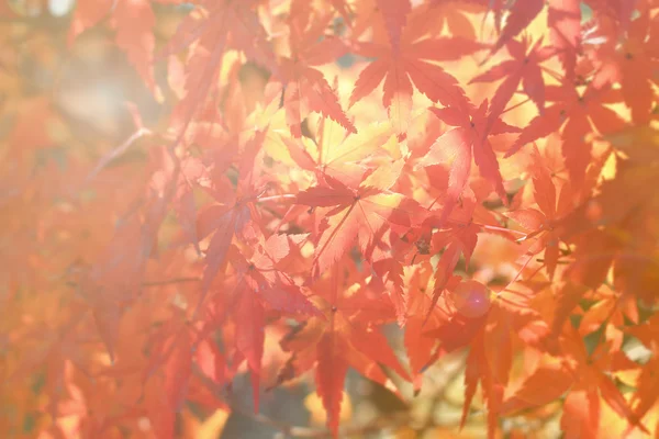 Otoño rojo arce claro y borroso — Foto de Stock