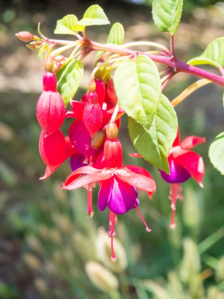 Bellissimi fiori fucsia in giardino — Foto Stock