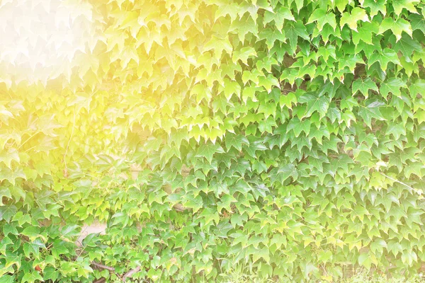 따뜻한 필터 개요 녹색 아이비 벽지 — 스톡 사진