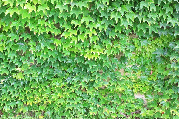 Planta de hiedra verde en la pared para el fondo —  Fotos de Stock