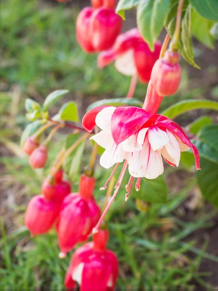 Beautiful Fuchsia flowers in garden — Stock Photo, Image