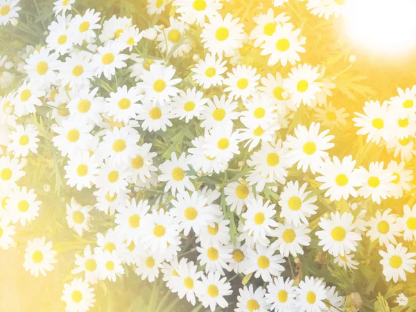 Abstrakter weicher Ton weißer Gänseblümchen — Stockfoto