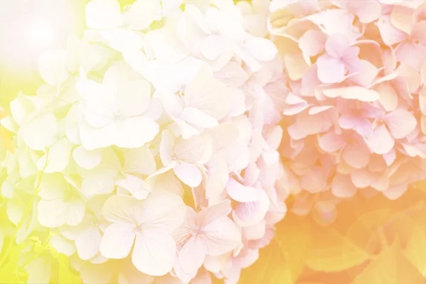 Abstract soft light Hydrangea flower — Stock Photo, Image