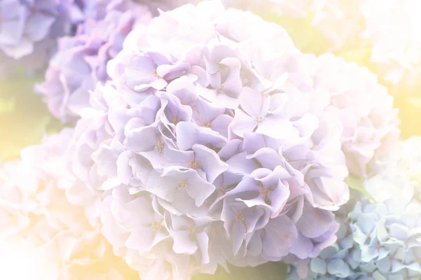 Flor abstracta de hortensias de luz suave — Foto de Stock