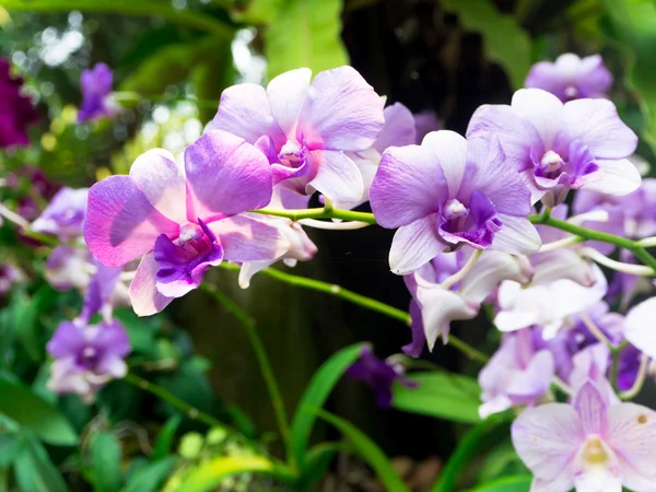 Thai Orchid flower in tuin — Stockfoto