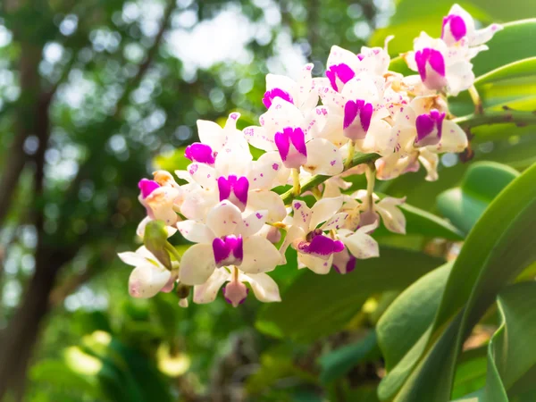 Orquídeas florescendo no jardim — Fotografia de Stock