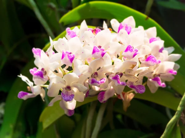 Orchidées fleurissant dans le jardin — Photo