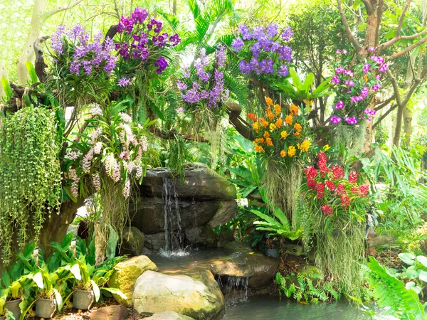 Orquídea tailandesa flor en jardín — Foto de Stock