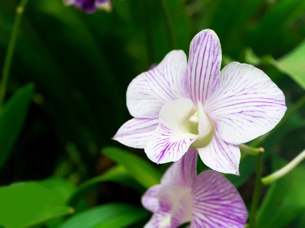 Тайский цветок орхидеи в саду — стоковое фото