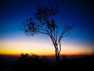 Bir gün batımı ile yalnız ağaç siluet Tay dağda
