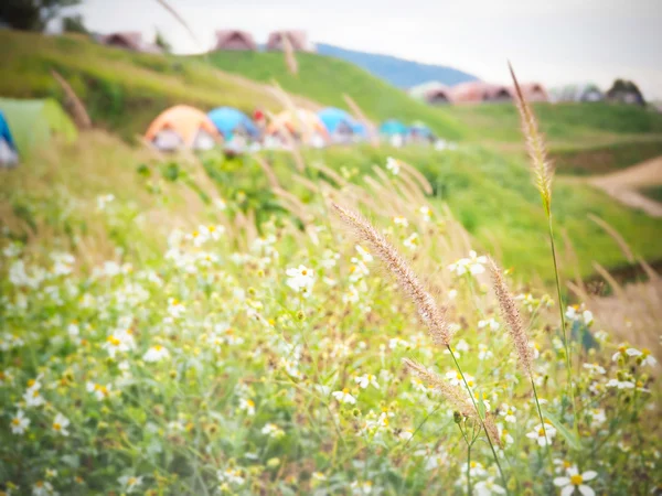 Gramíneas naturais na montanha e local de acampamento — Fotografia de Stock