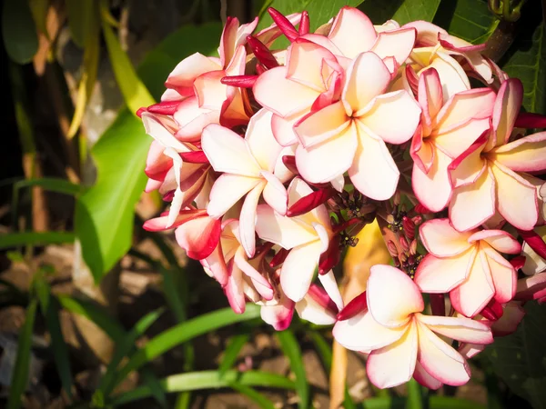 Pembe Plumeria çiçek ağaç üzerinde — Stok fotoğraf