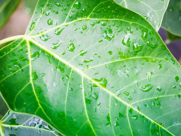 A selective focus of rain drops on green grass leaves — Stock Photo, Image