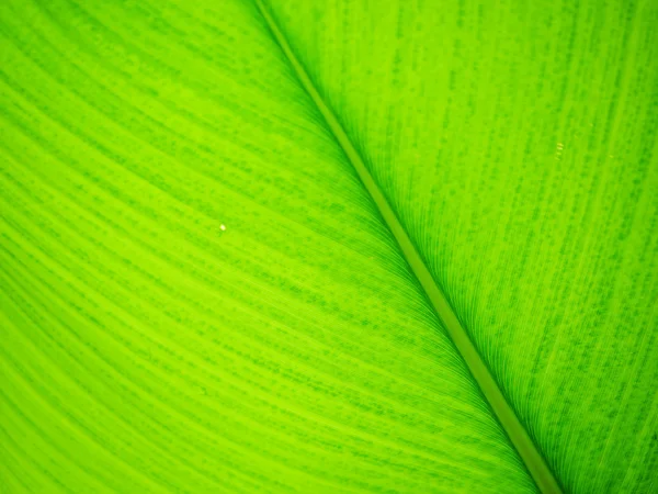 Зеленый лист текстуры с выборочным фокусом для фона — стоковое фото