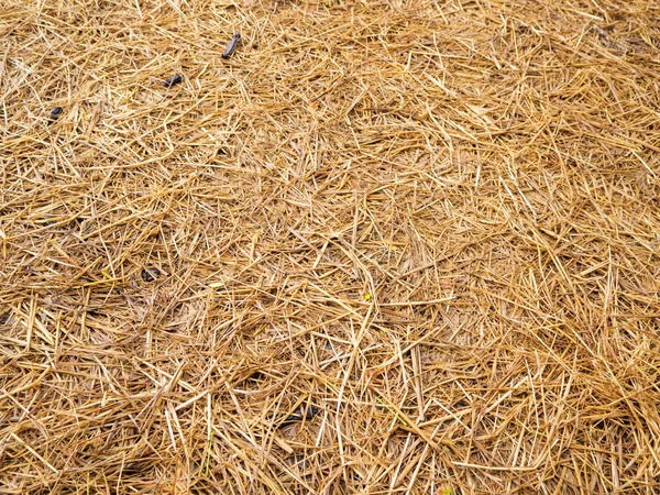 Achtergrond van droge rijst stro textuur — Stockfoto