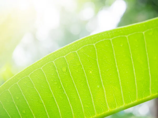 Hoja verde de enfoque suave y selectivo para el fondo —  Fotos de Stock