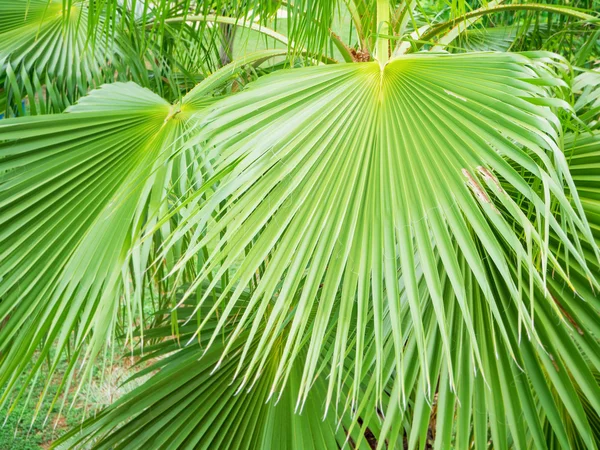 花园中的树上的绿色棕榈叶 — 图库照片