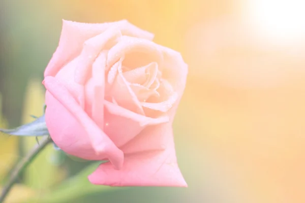 Rosa Rosen in weichem Licht mit unscharfem Stil für Hintergrund — Stockfoto