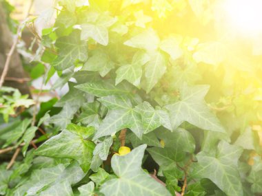 Soyut bulanıklık ve yumuşak doğal yeşil sarmaşık arka plan