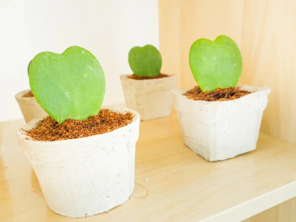 Kalp yaprak Hoya veya Sevgililer Hoya bir satır — Stok fotoğraf