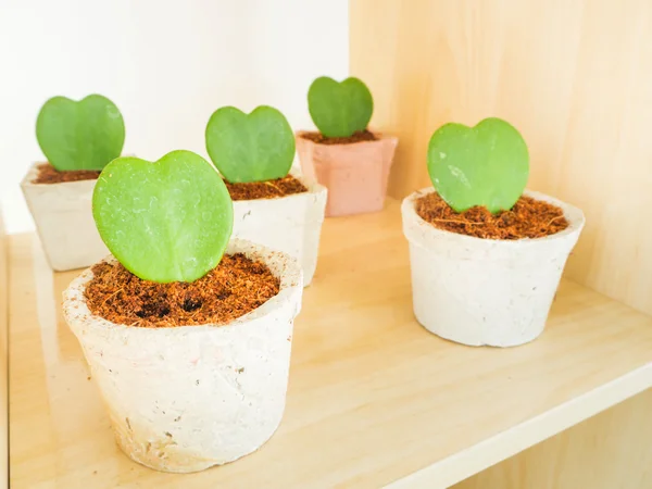 Sebaris Heart Leaf Hoya atau Valentines Hoya — Stok Foto