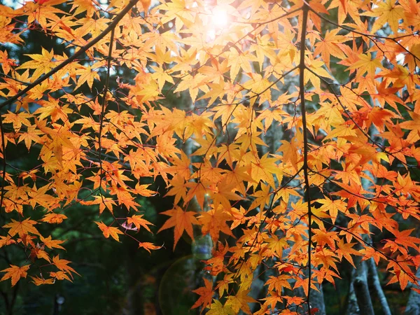 Renk değişikliği Sonbaharda akçaağaç terk Japonya'da — Stok fotoğraf