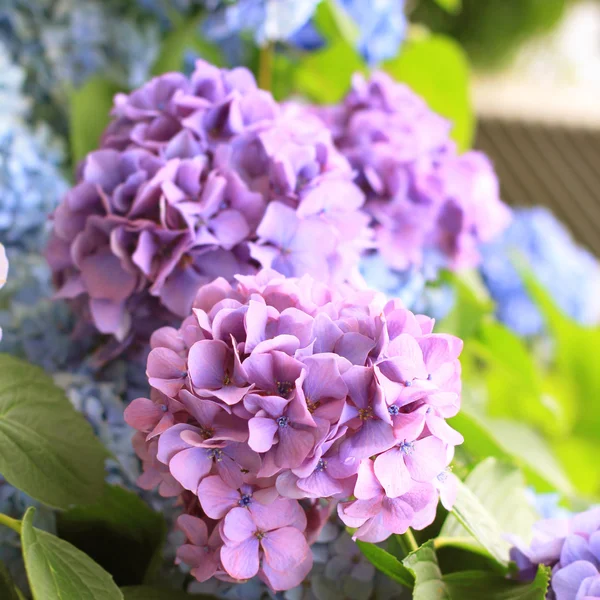 Violeta y azul Hortensia fondo de flores — Foto de Stock