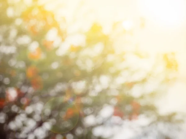 Astratto sfondo naturale di albero sfocato con stile vintage — Foto Stock