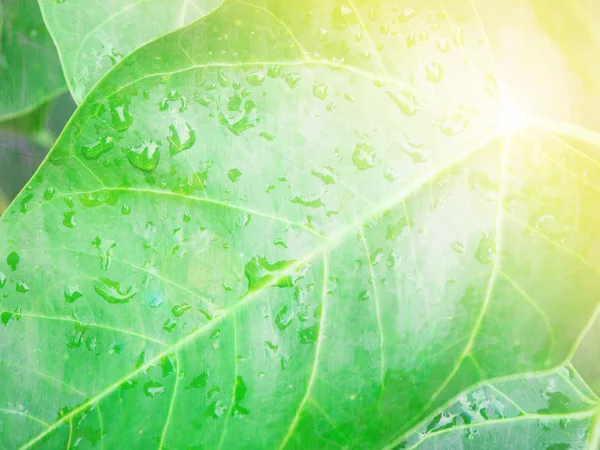 Resumo da gota de chuva sobre verde folha com luz de fundo — Fotografia de Stock