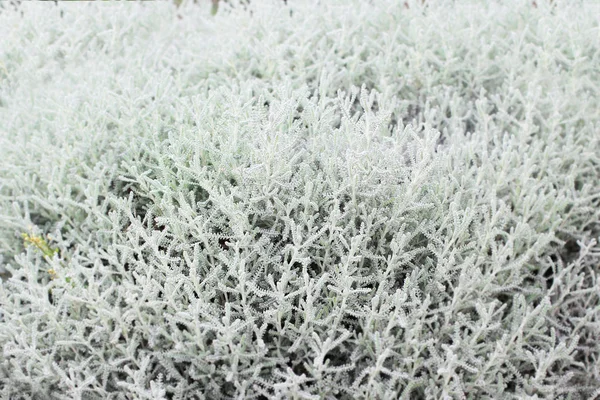 Pola tanaman putih untuk latar belakang dengan fokus selektif — Stok Foto