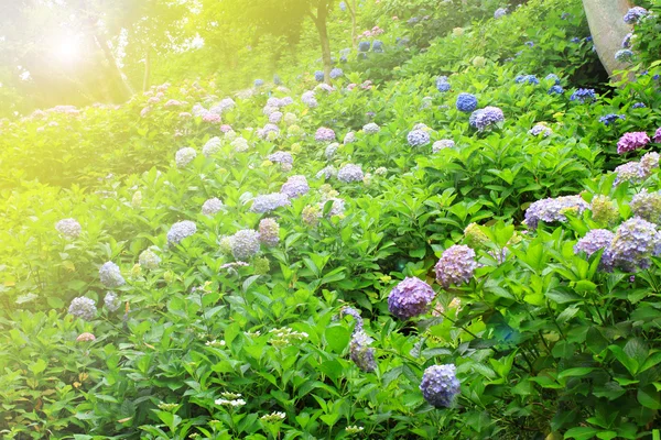 Hydrangea flower full bloom in garden during raining in Kamakura, Japan — Stock Photo, Image