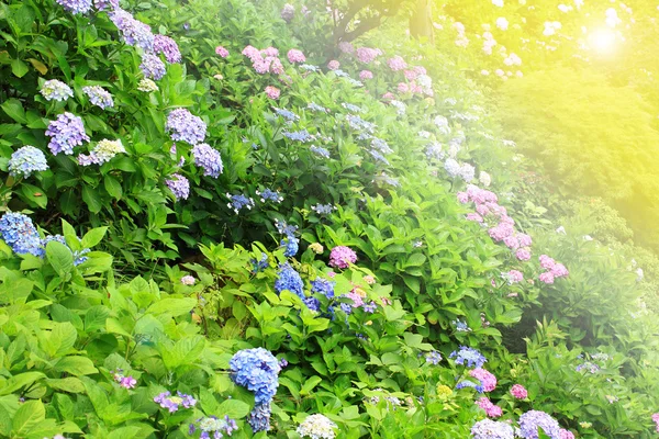 Kamakura, Japonya'da yağmur sırasında bahçesinde ortanca çiçek tam çiçeklenme