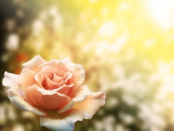 Eine schöne orangefarbene Rose im Garten als Hintergrund — Stockfoto