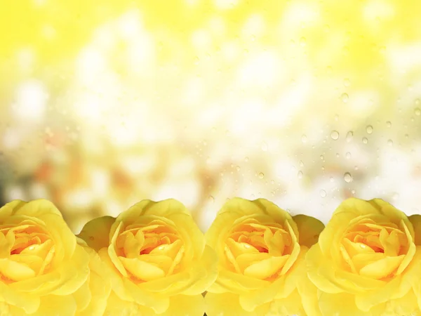 Όμορφα κίτρινα τριαντάφυλλα με πράσινο χρώμα για βάθους — Φωτογραφία Αρχείου