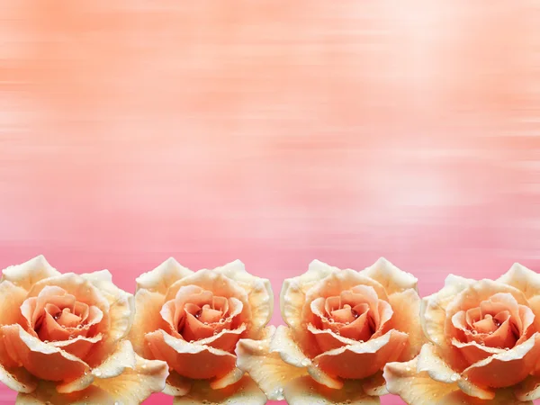 Rosas naranja marco de flores con fondo rosa —  Fotos de Stock