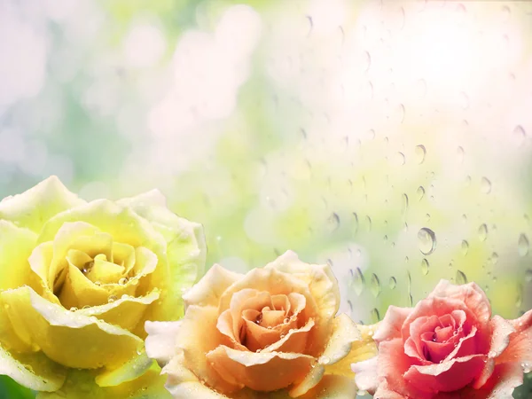 Kleurrijke van roos met natuurlijke achtergrond — Stockfoto