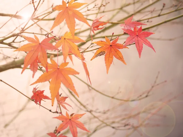 Natuurlijke herfst verlof voor achtergrond met opwarming van de aarde filter — Stockfoto
