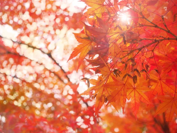 Vervagen en zachte natuurlijke herfst verlof voor achtergrond — Stockfoto