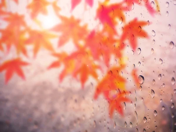 Abstracte regendruppel op herfst laat natuurlijke achtergrond — Stockfoto