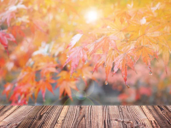 Herbst Ahorn verschwimmen Hintergrund — Stockfoto