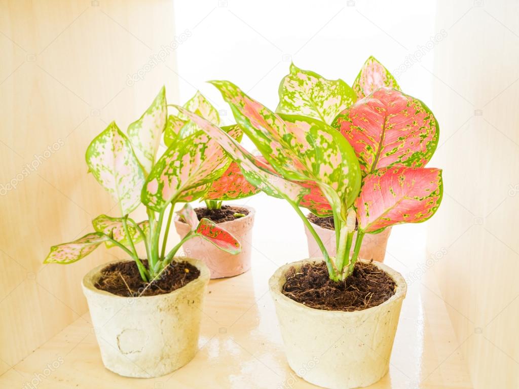 Aglaonema Scientific plant in pots for decoration